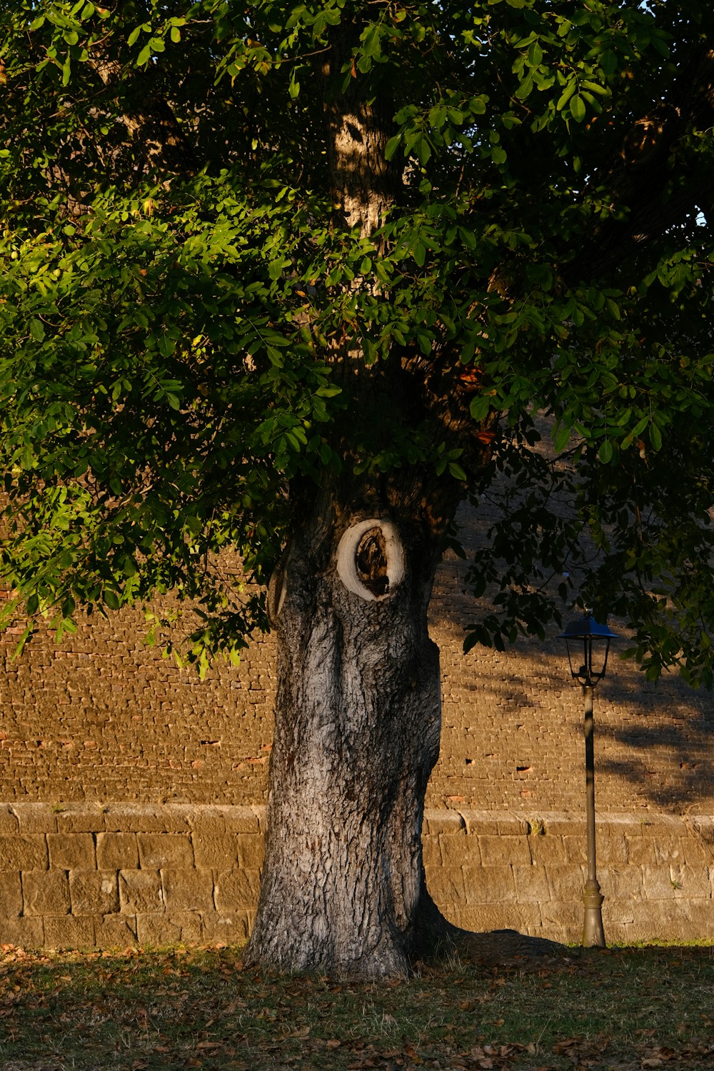 Alter Baum mit einer sichtbaren Höhlenöffnung im Stamm vor einer Mauer