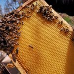 Varroa im Herbst: So behalten Imker die Milbenbelastung im Blick Honigbienen auf einer hellen Wabe, die bei einer Durchsicht gehalten wird