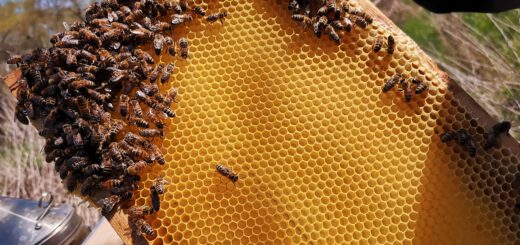 Honigbienen auf einer hellen Wabe, die bei einer Durchsicht gehalten wird