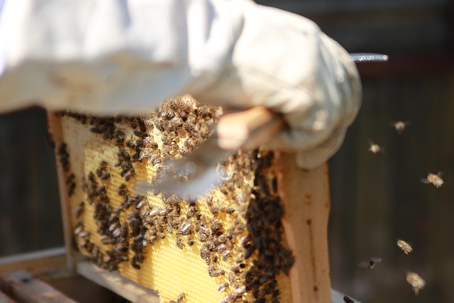 Bienen auf einer Wabe im Bienenstock