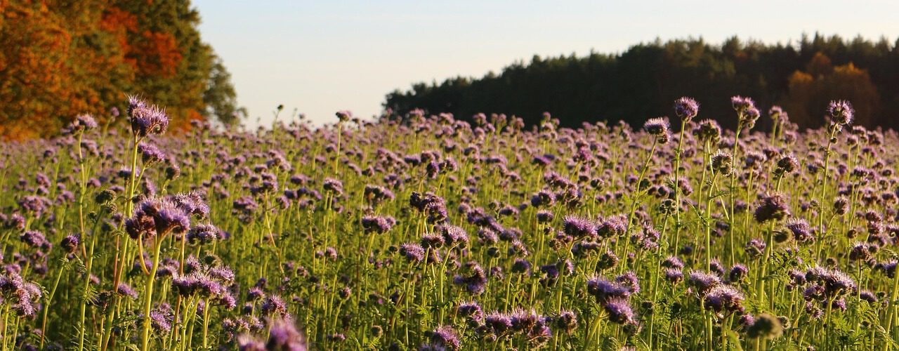 Herbstliche Bienenweide