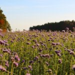Bienen im Herbst: Welche Trachtpflanzen jetzt noch wichtig sind Herbstliche Bienenweide