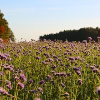 Herbstliche Bienenweide