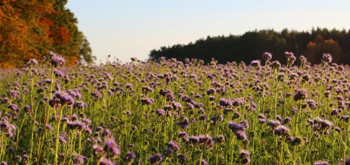 Herbstliche Bienenweide