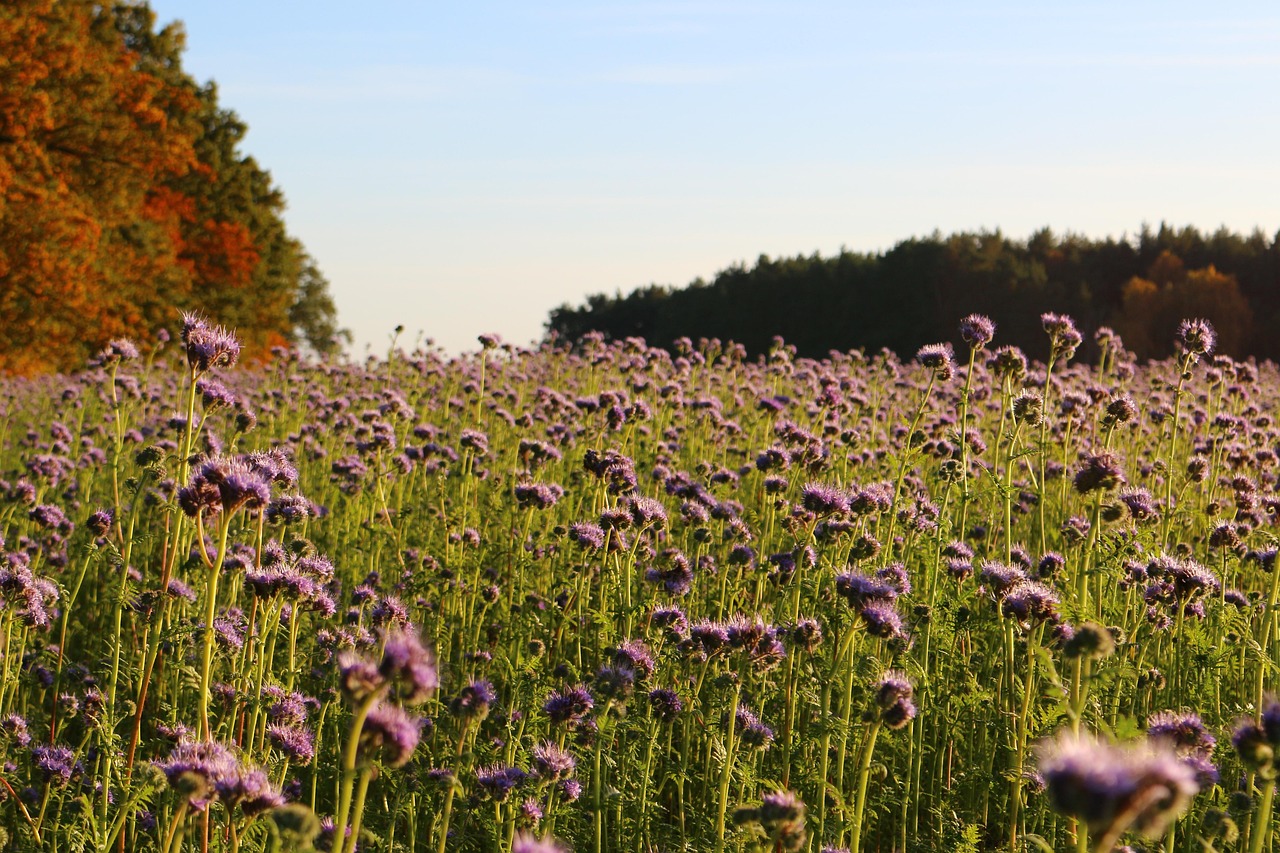 Blühende Bienenweide im Herbst
