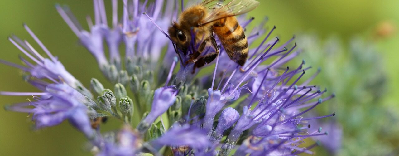 Honigbiene auf einer Phacelia-Blüte