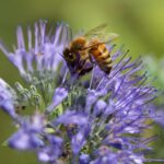 Blogparade: Mein schönstes Erlebnis mit Bienen Honigbiene auf einer Phacelia-Blüte