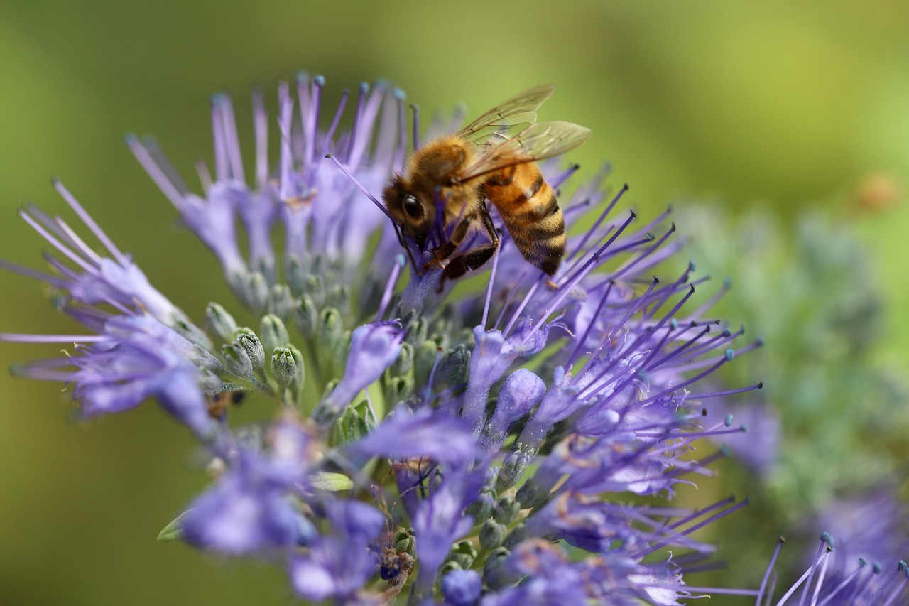 Honigbiene auf einer Phacelia-Blüte