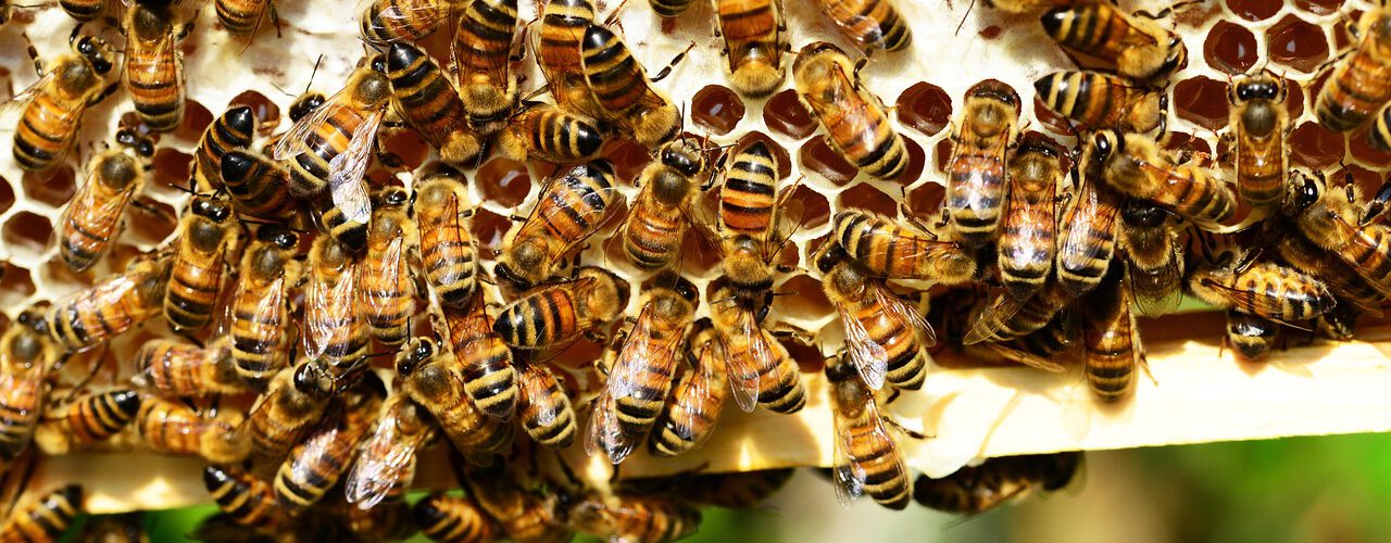 Honigbienen auf einer Wabe