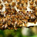 Varroa im Herbst: So behalten Imker die Milbenbelastung im Blick Honigbienen auf einer Wabe