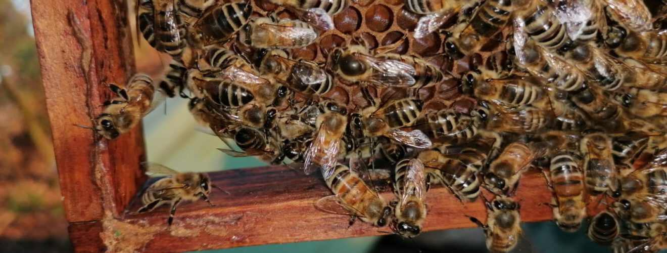 Honigbienen auf einer Wabe – Nahaufnahme