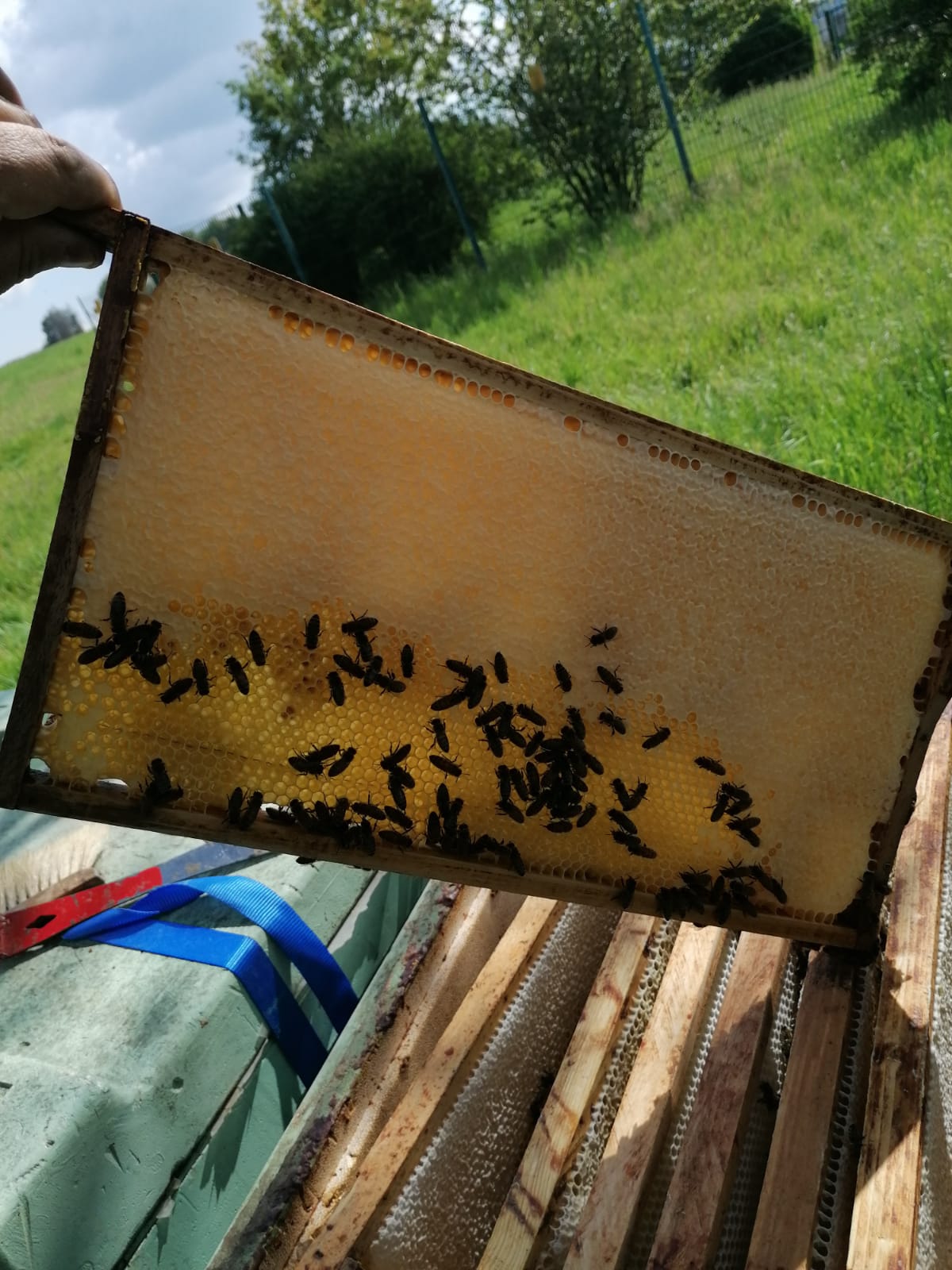 Über einer geöffneten Beute gehaltene, überwiegend verdeckelte Honigwabe mit Bienen