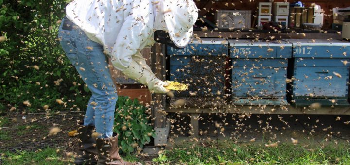 Imker arbeitet am Bienenstand