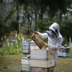 Geschenke für Imker: 10 praktische Ideen für Bienenfreunde Imker bei der Kontrolle einer Honigwabe