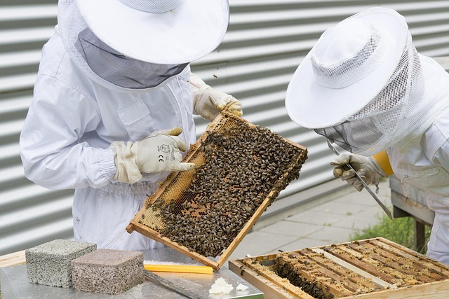 Imker kontrollieren eine bienenbesetzte Wabe