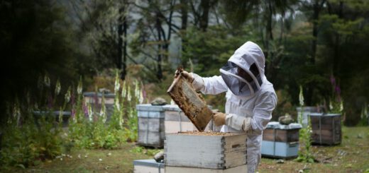 Imker kontrolliert eine bienenbesetzte Honigwabe