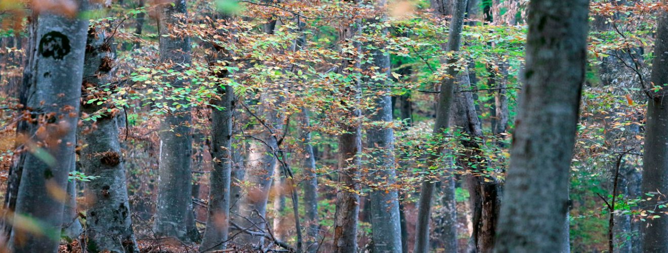 Laubwald mit Baumstämmen und herbstlich gefärbtem Unterholz