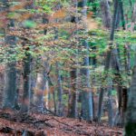 Wildlebende Honigbienen: Warum alte Bäume wichtig sind Laubwald mit Baumstämmen und herbstlich gefärbtem Unterholz