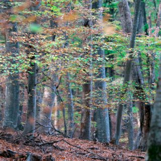Laubwald mit Baumstämmen und herbstlich gefärbtem Unterholz
