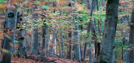 Laubwald mit Baumstämmen und herbstlich gefärbtem Unterholz
