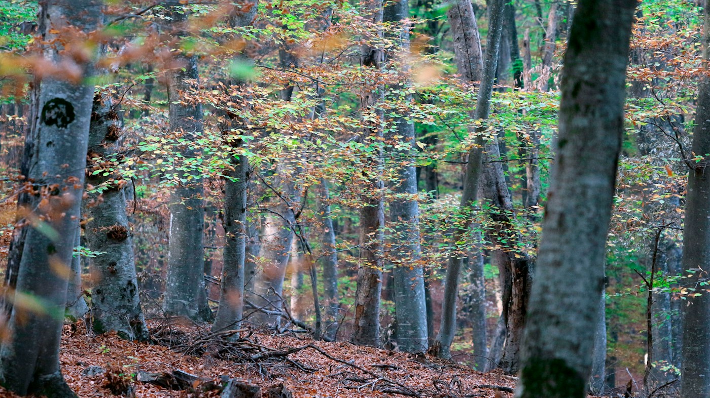 Laubwald mit Baumstämmen und herbstlich gefärbtem Unterholz