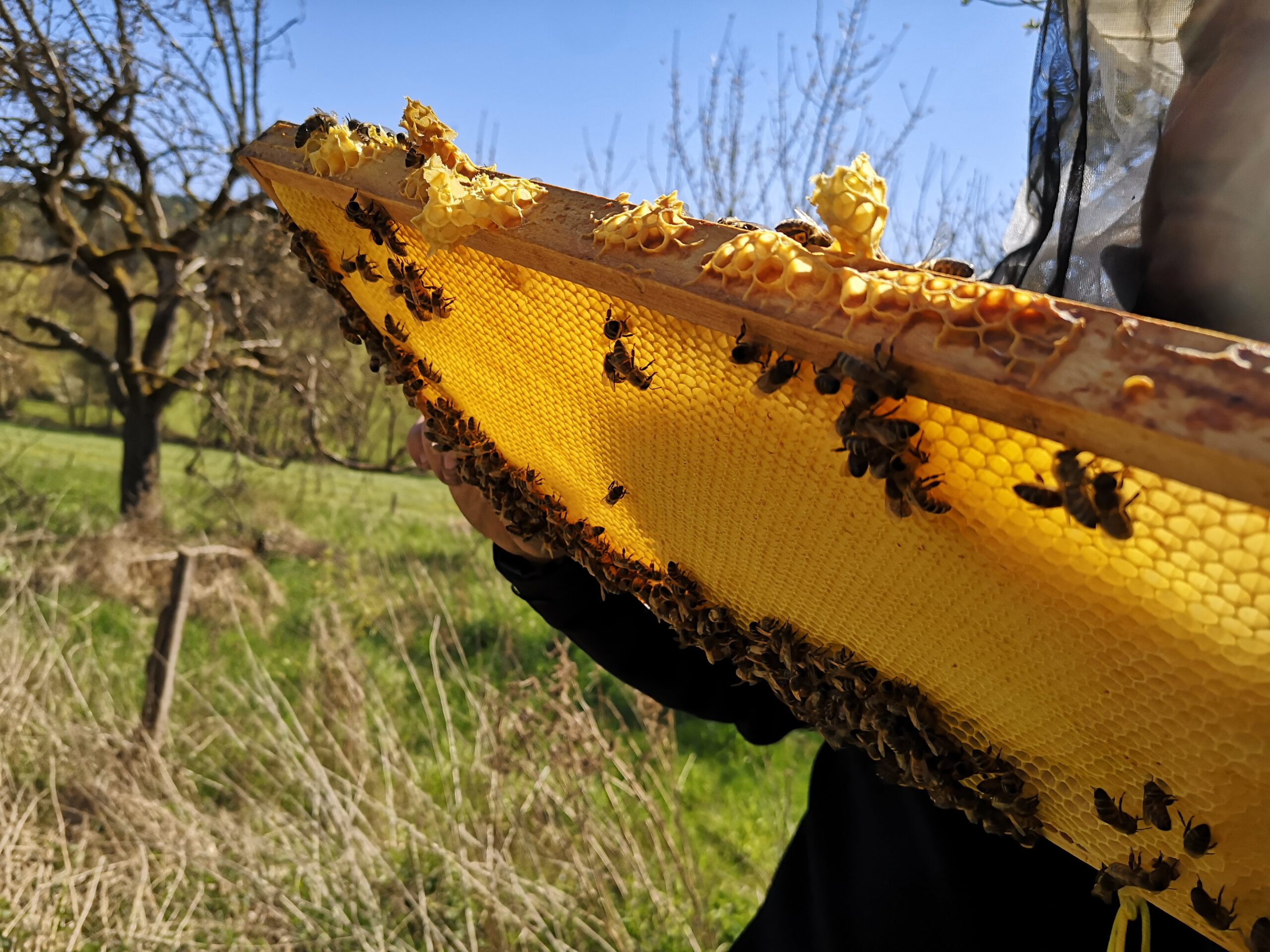 Ein Wabenrahmen mit Honigbienen wird im Sonnenlicht gehalten