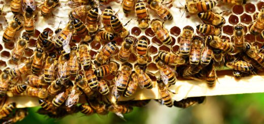 Honigbienen auf einer Wabe