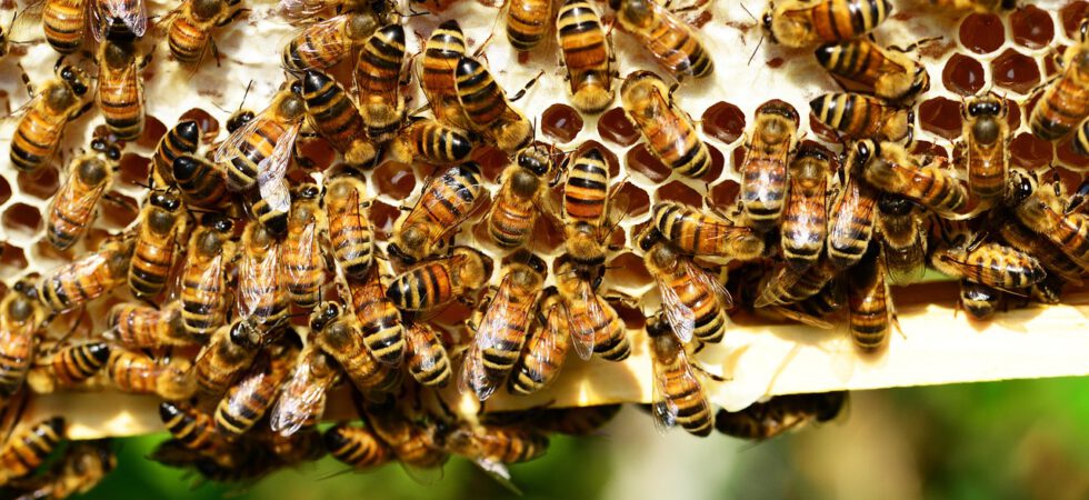Honigbienen auf einer Wabe
