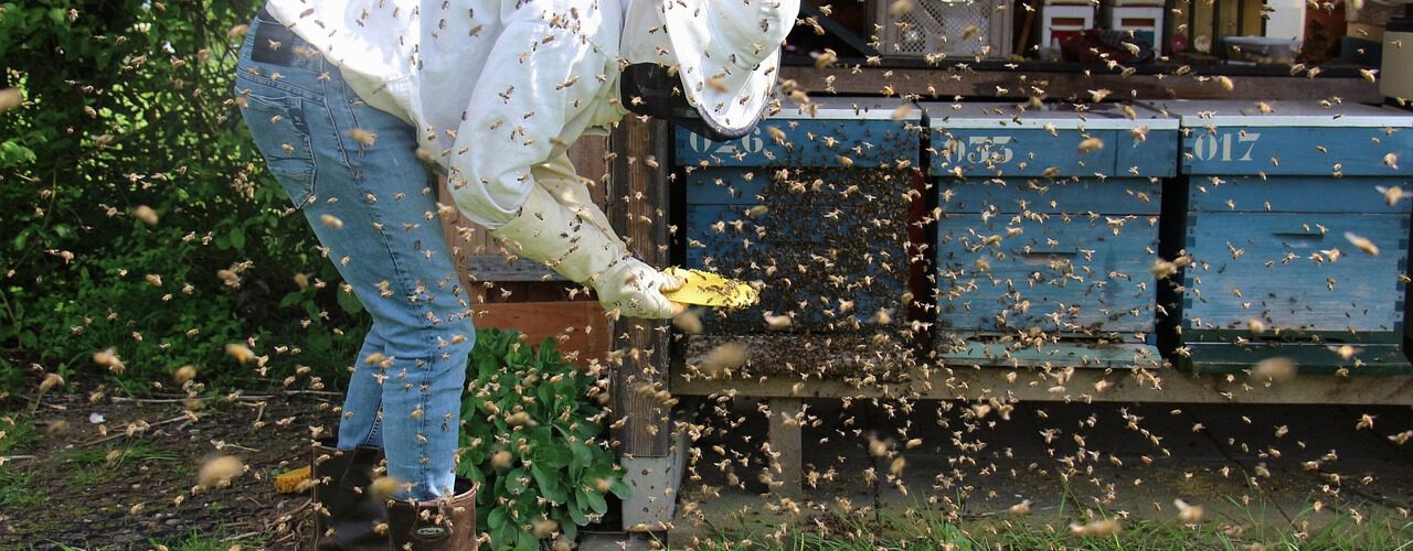 Imker arbeitet am Bienenstand