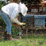 Bienenstock winterfest machen: Diese Kontrollen gehören in den Herbst Imker arbeitet am Bienenstand